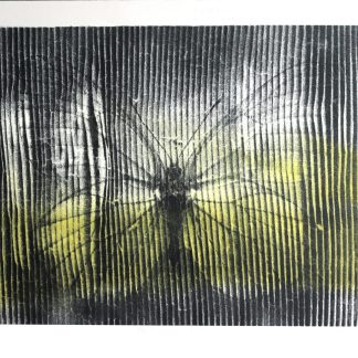 Papilio Radiator